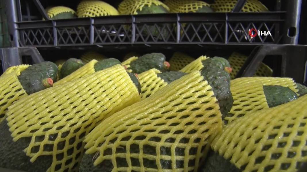 Talebe yetişemiyorlar, adeta yok satıyor! O ilimizde yerli tropikal meyve hasadı başladı 12